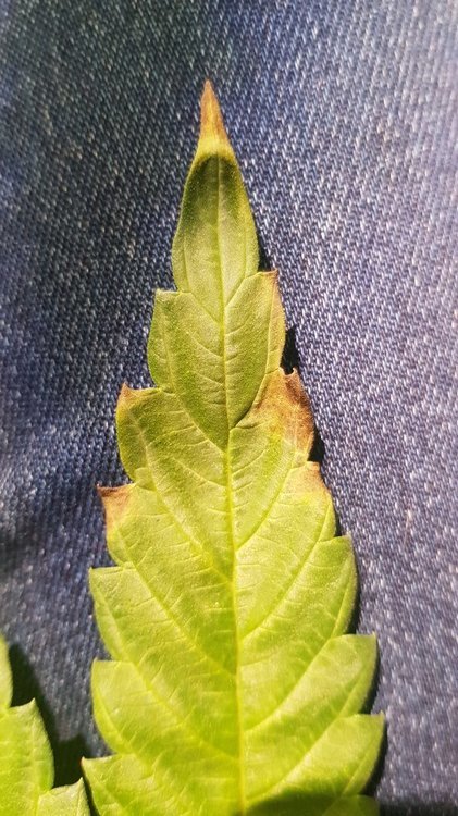 20200817_212539.jpg