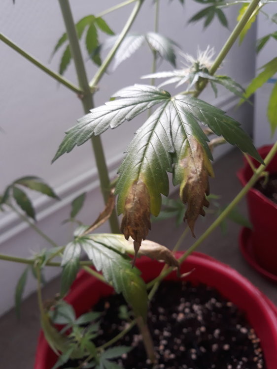 20200815_144420[1].jpg
