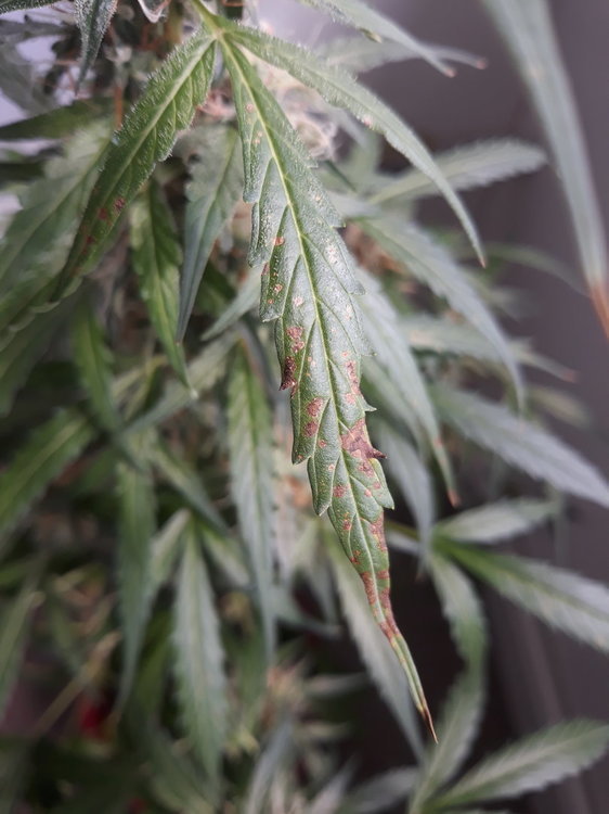 20200815_144456[1].jpg