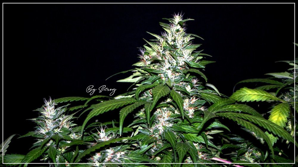 840644274_FLO59Afghany1bud.thumb.JPG.131f6e726755ed3055d2b8ff0a2d267a.JPG