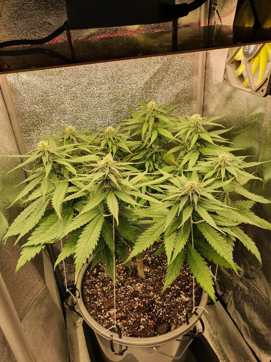 Strawberry kush led