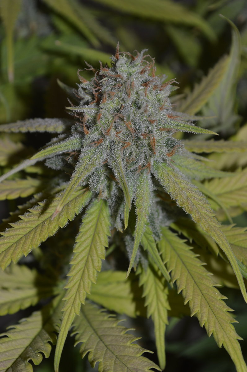 Indoor - 40x40x120 - LED 50W - Liberty Haze - Full Guano Diffusion - Géotextile