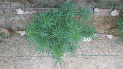 Easy Haze #2.jpg