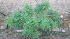 Easy Haze #1 30_08.jpg