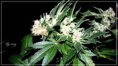 F+46 White-Widow#2 bud.jpg