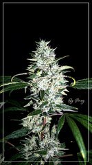 FLO+59 Spyrock hashplant bud.jpg