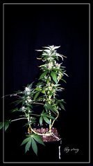 F+46 White-Widow#1.jpg