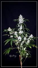 FLO+59 Spyrock hashplant .JPG