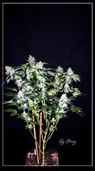FLO+59 White-widow#3 .JPG