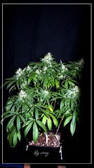 F+46 Afghany#1.jpg