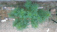 Heasy haze #1.jpg