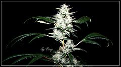 F+46 Spyrock spé HashPlant bud.jpg