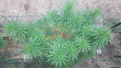 Black Bomb  #2 30_08.jpg