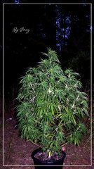 03.08 Afghan OG  .JPG