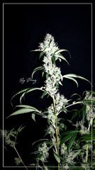 FLO+59 Jesus OG bud.JPG