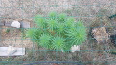 Tropimango #2 30_08.jpg