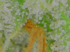 Thu Aug 20 08-50-06.jpg
