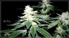 F+46 White-Widow#3 bud.jpg