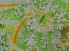 Thu Aug 20 08-38-27.jpg
