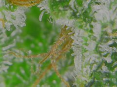 Thu Aug 20 08-25-39.jpg