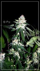 FLO+59 White-widow#3 bud .JPG