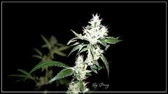 F+46 Jesus OG bud.jpg