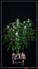 Flo+36 Afghany#1.JPG