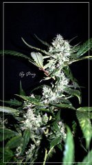 FLO+59 UK cheese exodus cut bud .JPG