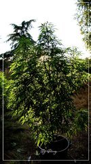 18.08 Afghan OG + .JPG