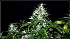 FLO+59 Afghany#1 bud .JPG