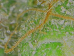 Thu Aug 20 08-37-58.jpg