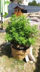20200811_150141.jpg