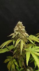 Sour Gelato #3