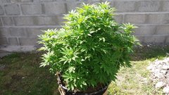 20200823_153726.jpg