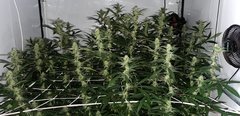 Bohdi Seeds Skylotus (12/12 +28)