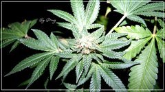 F+46 White-Widow#1 bud.jpg