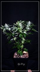 Flo+36 White-widow 2.JPG