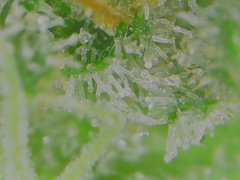 Thu Aug 20 08-39-20.jpg