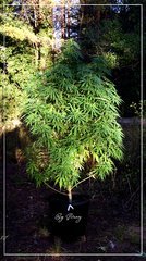 18.08 Afghan OG.JPG