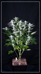 Flo+36 White-widow 3.JPG