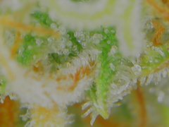 Thu Aug 20 08-50-49.jpg