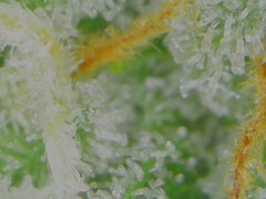 Thu Aug 20 08-36-39.jpg