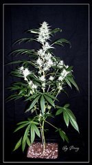 F+46 Spyrock spé HashPlant.jpg