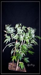 FLO+59 White-widow#2 .JPG