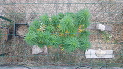 Tropimango #1 30_08.jpg