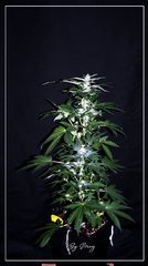 Flo+36 White-widow 1.JPG