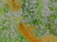 Thu Aug 20 08-50-37.jpg