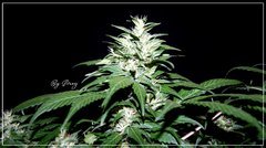 F+46 Afghany#1 bud.jpg