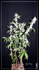 F+46 Jesus OG.jpg