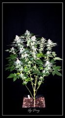 F+46 White-Widow#3.jpg